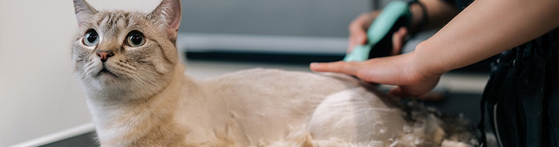 Evcil Hayvanlarda Tıraş: Gerçekten Gerekli mi?