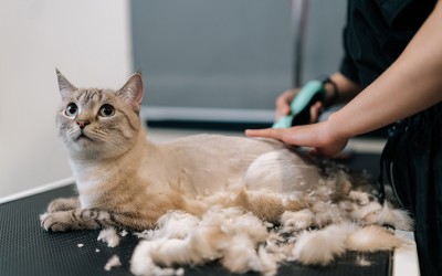 Evcil Hayvanlarda Tıraş: Gerçekten Gerekli mi?