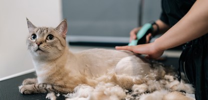 Evcil Hayvanlarda Tıraş: Gerçekten Gerekli mi?